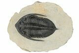 Zlichovaspis Trilobite - Atchana, Morocco #186707-1